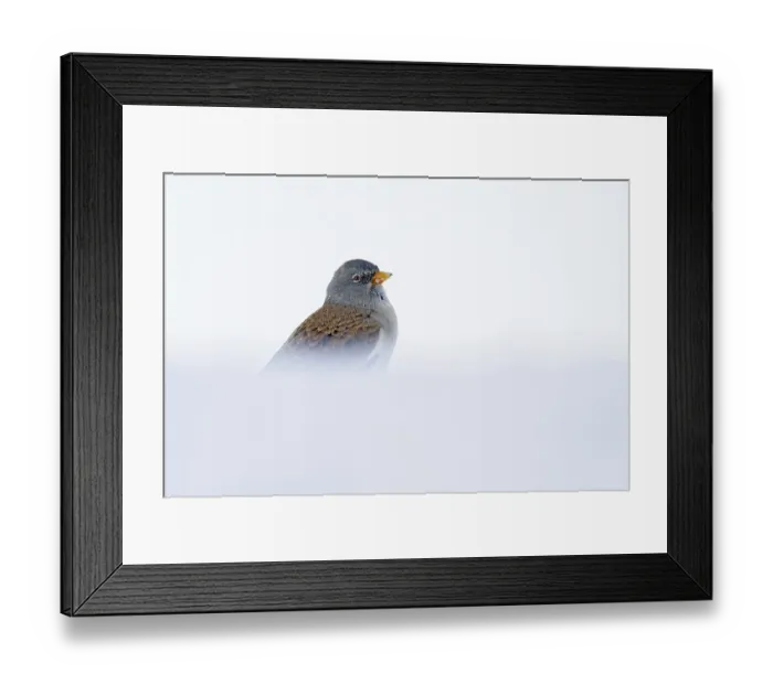 Framed Print : Snowfinch (Montifringilla nivalis) in winter