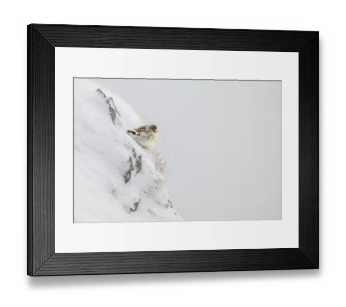 Framed Print : Snowfinch (Montifringilla nivalis) in winter