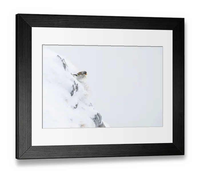 Framed Print : Snowfinch (Montifringilla nivalis) in winter Framed Print : Snowfinch (Montifringilla nivalis) in winter