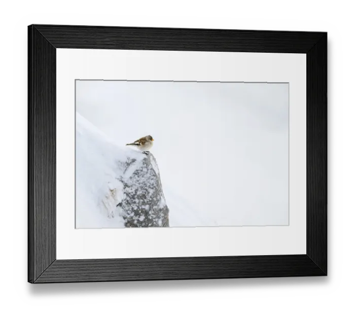 Framed Print : Snowfinch (Montifringilla nivalis) in winter Framed Print : Snowfinch (Montifringilla nivalis) in winter