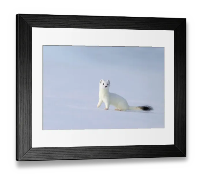 Framed Print : Ermine or large weasel (Mustela erminea)