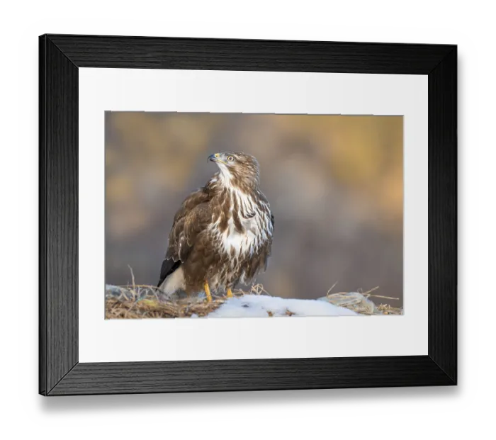 Framed Print : Common buzzard (Buteo buteo) sitting on the ground in winter