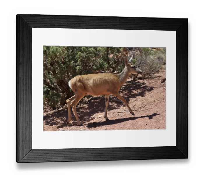 Framed Print : A mule deer (Odocoileus hemionus) running through a dry