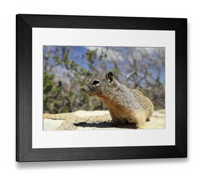 Framed Print : Squirrels on rocks in Grand Canyon with barren vegetation Framed Print : Squirrels on rocks in Grand Canyon with barren vegetation