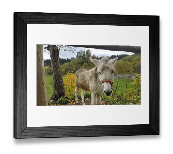 Framed Print : A donkey looks carefully and calmly at the camera