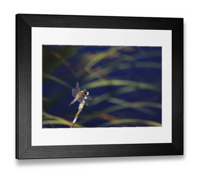 Framed Print : Dragonfly on a stalk over blue water