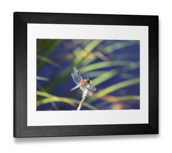 Framed Print : Dragonfly on stalk over blue water
