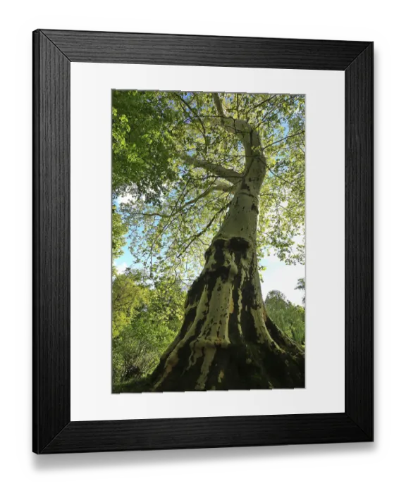 Framed Print : Majestic old tree with impressive height and surrounding green landscape