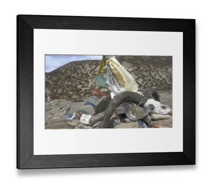 Framed Print : Skull of a blue sheep (pseudois nayaur) on a pile of stones with fluttering prayer flags in a mountainous landscape