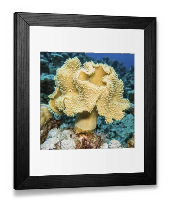 Framed Print : Cabbage coral (Sarcophyton sp.) with outstretched polyps Framed Print : Cabbage coral (Sarcophyton sp.) with outstretched polyps