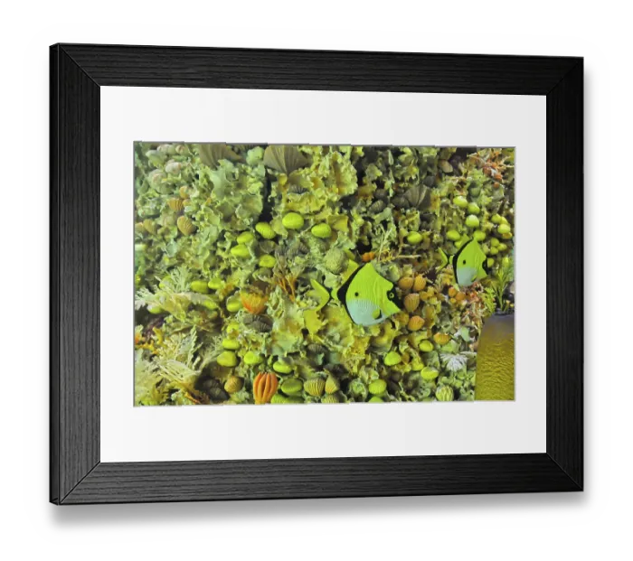 Framed Print : Underwater coral reef sea life full of living creatures