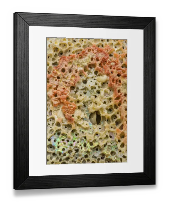 Framed Print : A detailed macro photograph of the intricate texture of an abalone shell
