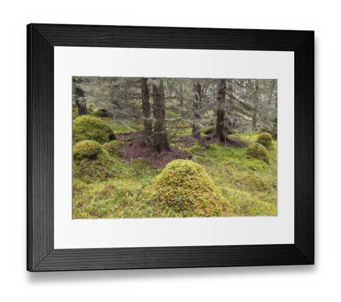 Framed Print : Moss-covered hills in lichen-covered spruce forest Framed Print : Moss-covered hills in lichen-covered spruce forest