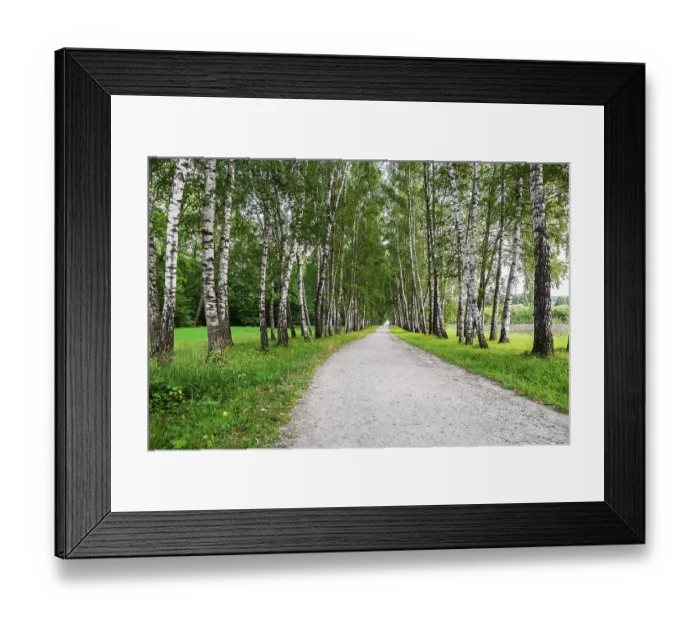 Framed Print : Narrow walking path in the birch forest Framed Print : Narrow walking path in the birch forest