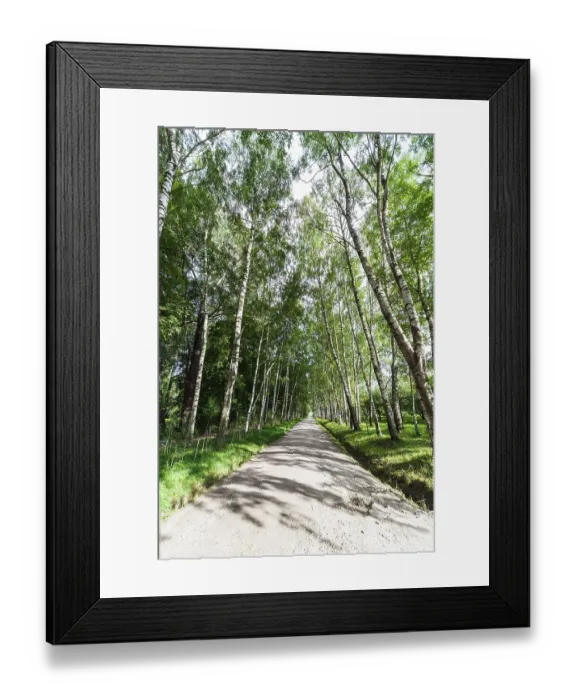 Framed Print : Narrow walking path in the birch forest Framed Print : Narrow walking path in the birch forest