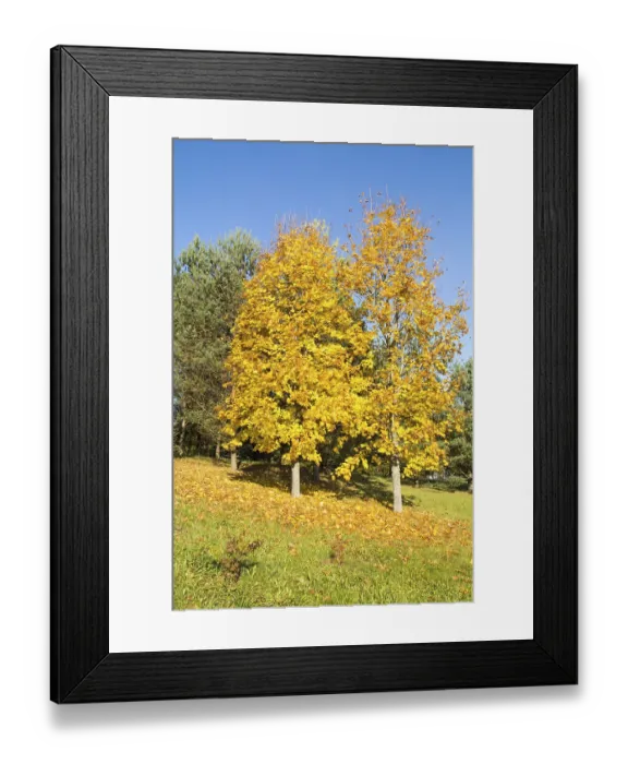 Framed Print : Beautiful landscape - yellow maple trees in autumn forest