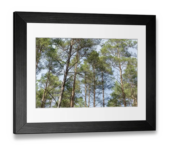 Framed Print : Scenic view of very big and tall pine trees in the forest when looking up Framed Print : Scenic view of very big and tall pine trees in the forest when looking up