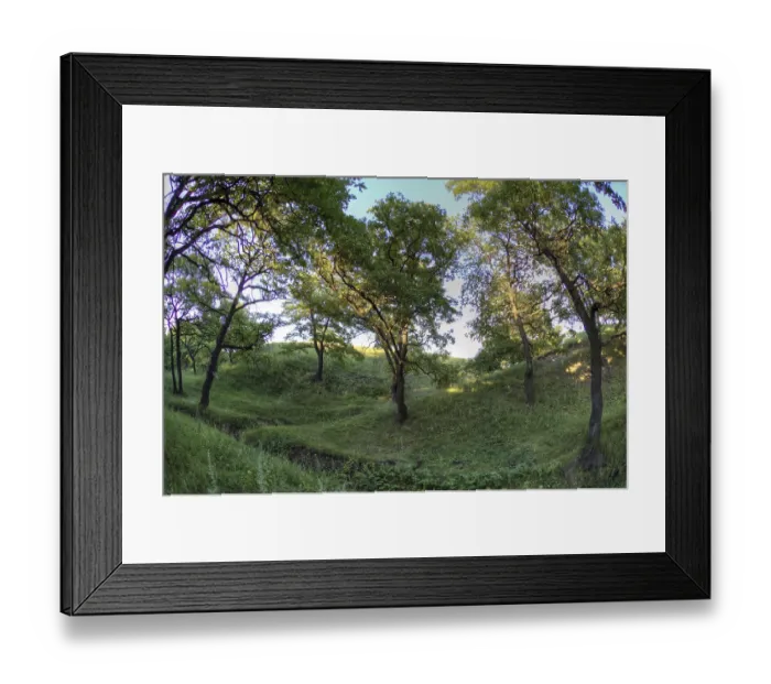 Framed Print : Oak forest with morning sunlight shine on to it Framed Print : Oak forest with morning sunlight shine on to it