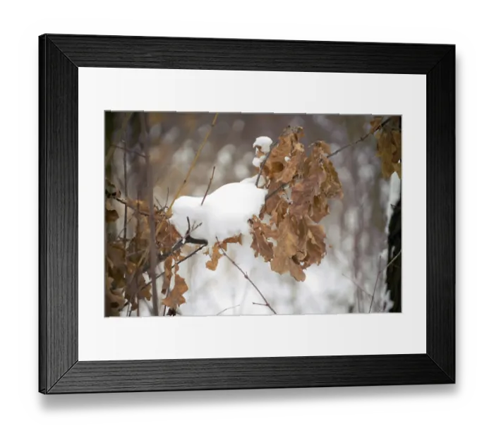 Framed Print : Winter forest with branches and snow in the foreground Framed Print : Winter forest with branches and snow in the foreground