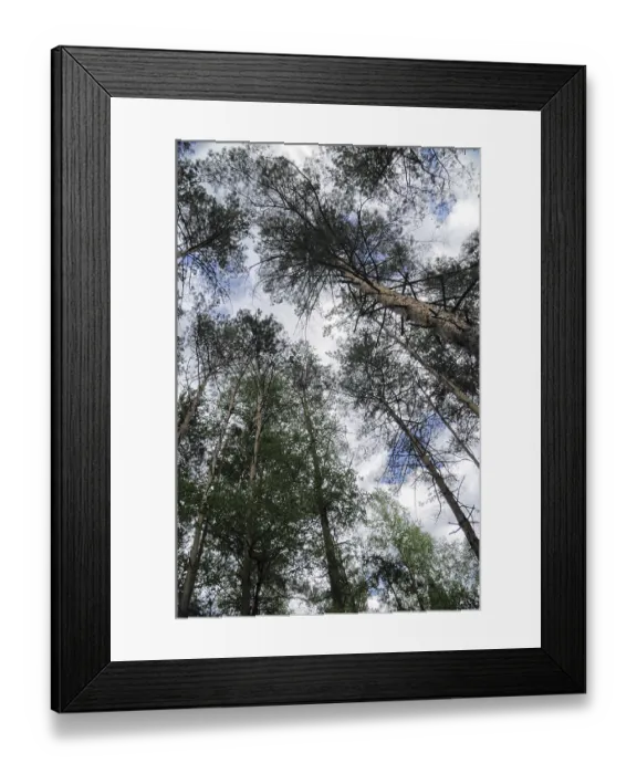Framed Print : Landscape with pine trees in the forest Framed Print : Landscape with pine trees in the forest