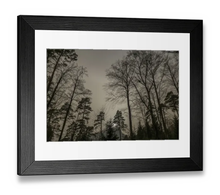 Framed Print : A hazy forest scene in Switzerland