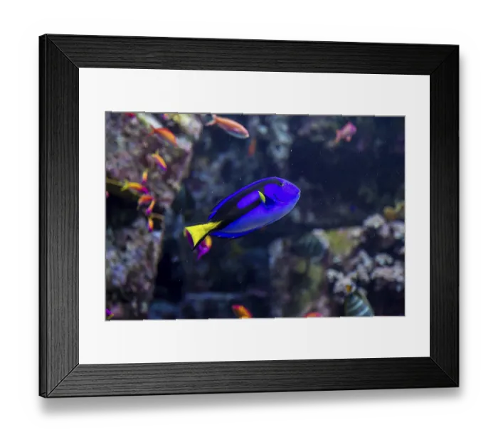 Framed Print : Photo of a tropical fish on a coral reef in Dubai aquarium
