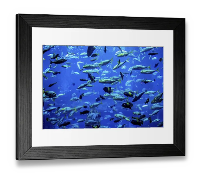 Framed Print : Photo of a tropical fish on a coral reef in Dubai aquarium Framed Print : Photo of a tropical fish on a coral reef in Dubai aquarium
