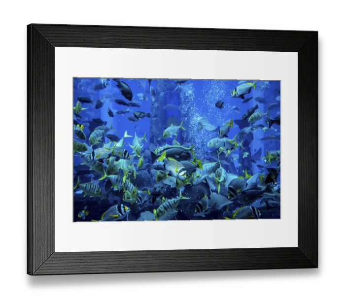 Framed Print : Photo of a tropical fish on a coral reef in Dubai aquarium