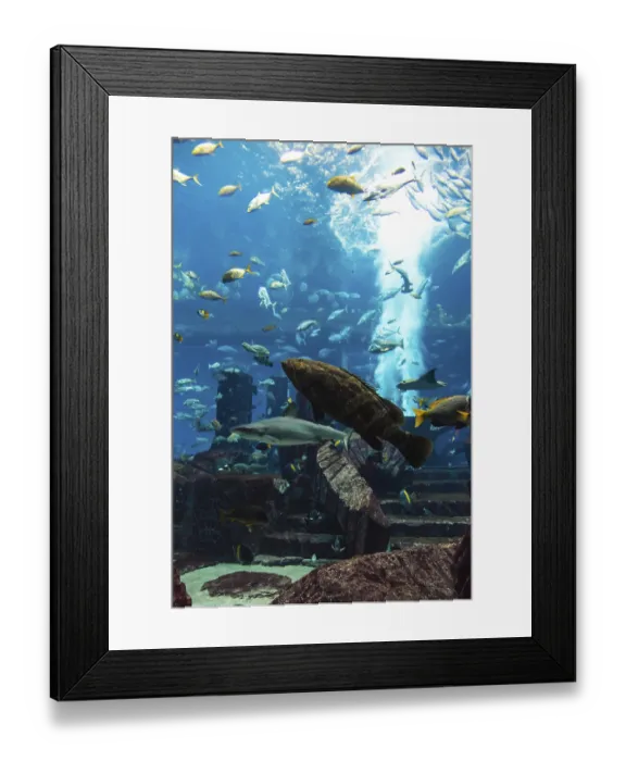 Framed Print : Photo of a tropical fish on a coral reef in Dubai aquarium