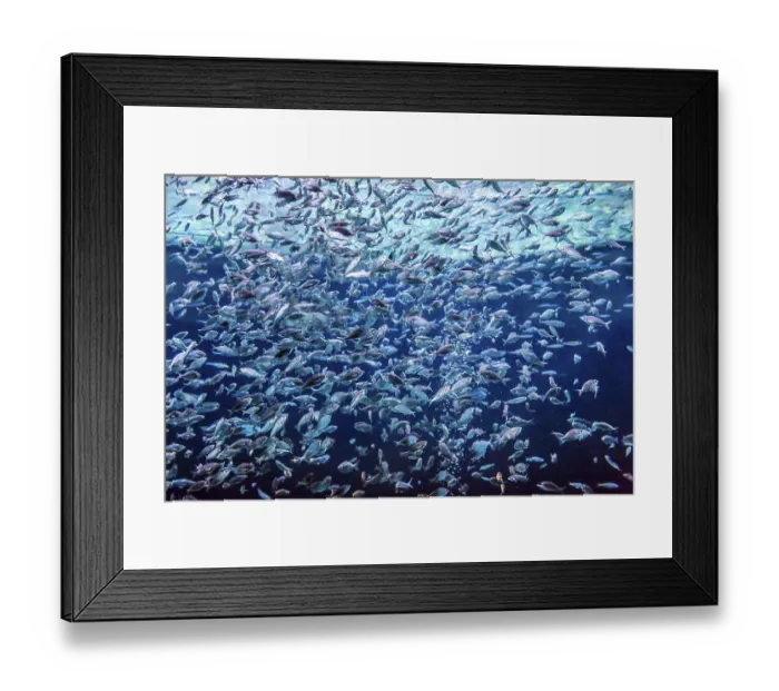 Framed Print : Photo of a tropical fish on a coral reef in Dubai aquarium