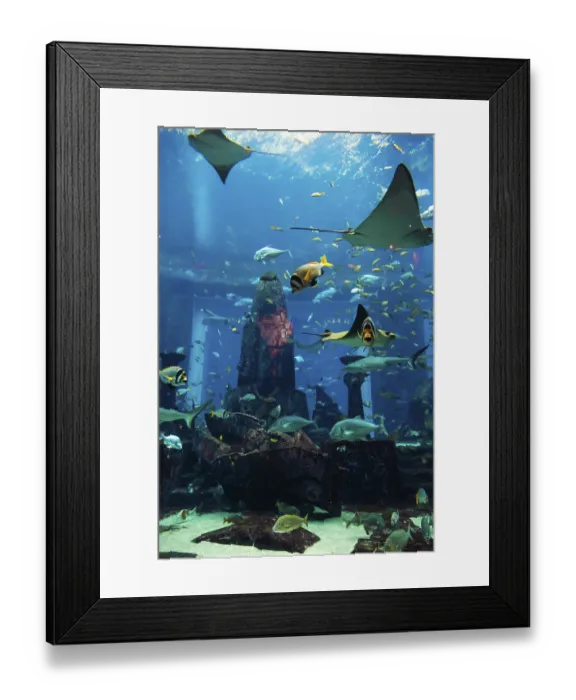 Framed Print : Photo of a tropical fish on a coral reef in Dubai aquarium Framed Print : Photo of a tropical fish on a coral reef in Dubai aquarium