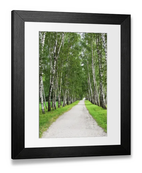 Framed Print : Narrow walking path in the birch forest Framed Print : Narrow walking path in the birch forest