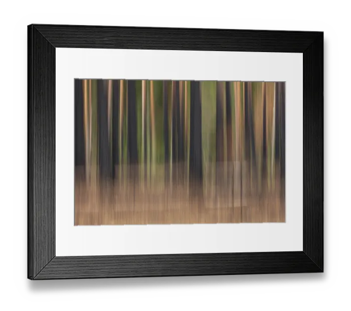 Framed Print : Intentional camera movement (ICM) of tree trunks after forest fire at Hiittenhautakangas in summer
