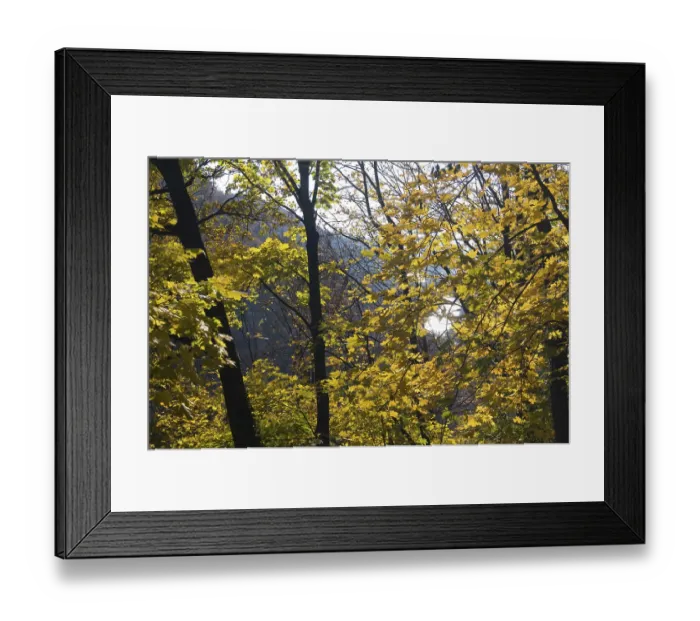 Framed Print : Landscape with forest and mountains