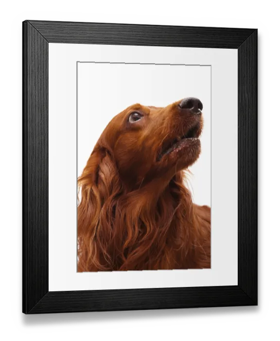 Framed Print : Head of the irish setter on a white background