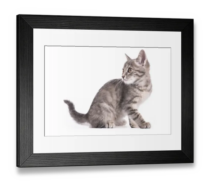 Framed Print : Little gray kitten isolated on white background