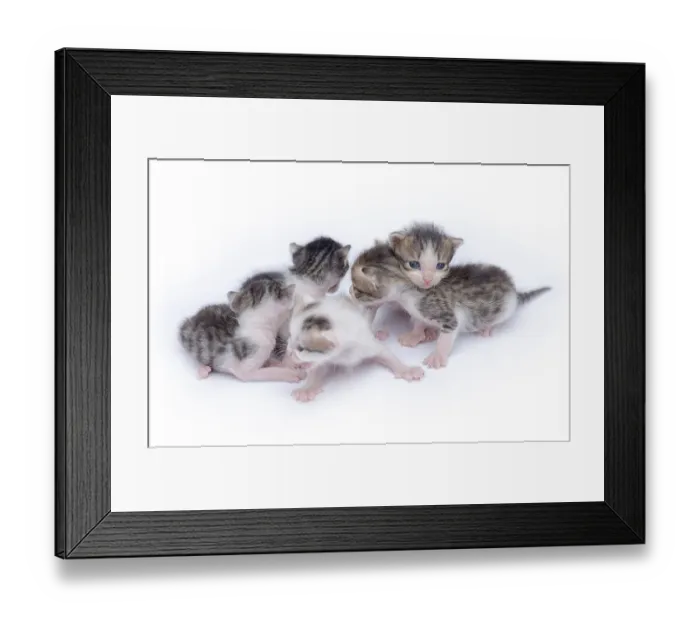 Framed Print : Cute kittens isolated on a white background