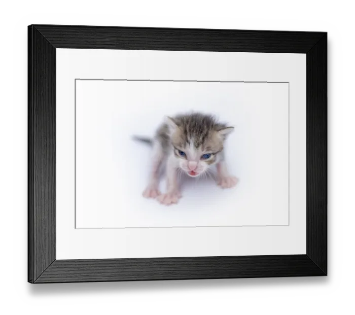 Framed Print : Beautiful cat isolated on white background