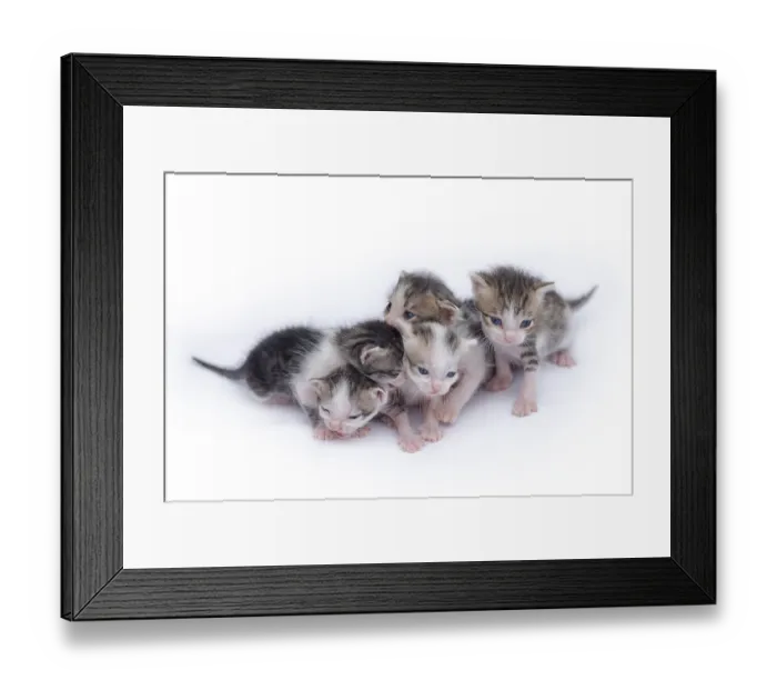 Framed Print : Cute kittens isolated on a white background