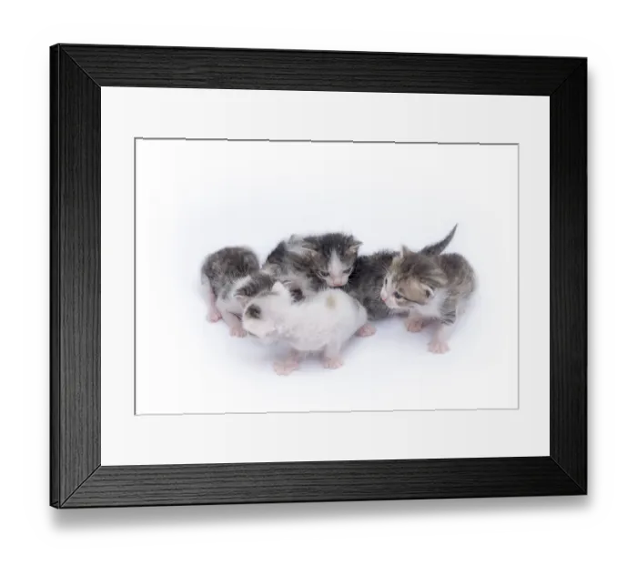 Framed Print : Cute kittens isolated on a white background Framed Print : Cute kittens isolated on a white background