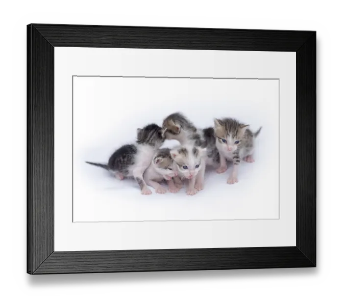 Framed Print : Cute kittens isolated on a white background