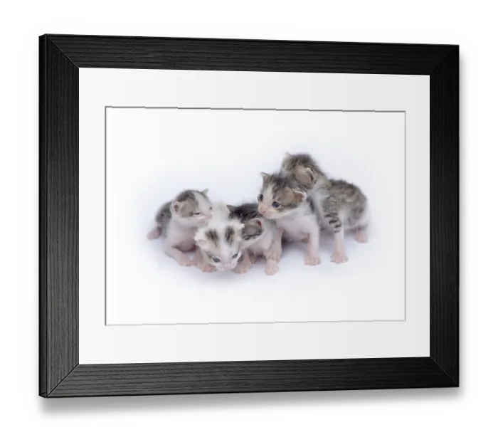 Framed Print : Cute kittens isolated on a white background Framed Print : Cute kittens isolated on a white background