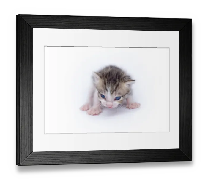 Framed Print : Beautiful cat isolated on white background
