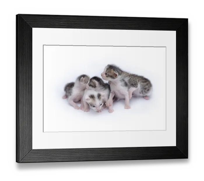 Framed Print : Cute kittens isolated on a white background