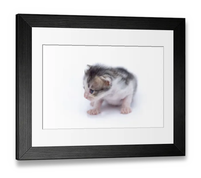 Framed Print : Beautiful cat isolated on white background Framed Print : Beautiful cat isolated on white background