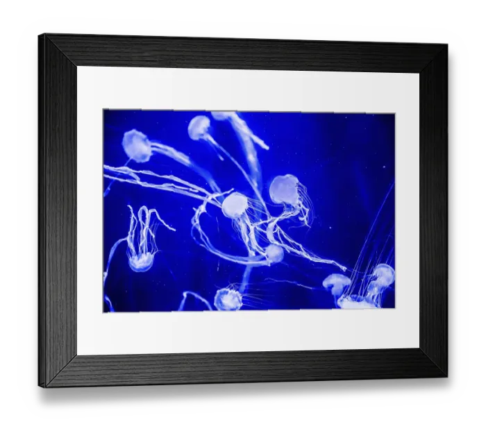 Framed Print : Chrysaora fuscescens is a common free-floating scyphozoa that lives in the Pacific Ocean Framed Print : Chrysaora fuscescens is a common free-floating scyphozoa that lives in the Pacific Ocean