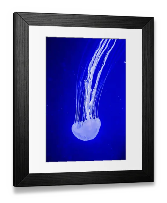 Framed Print : Chrysaora fuscescens is a common free-floating scyphozoa that lives in the Pacific Ocean