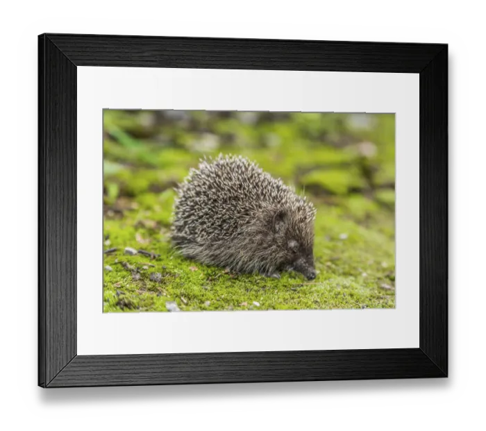 Framed Print : Hedgehog in a garden is looking for food