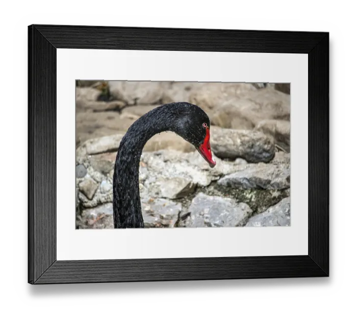 Framed Print : Profile of a Black Swan (Cygnus atratus)