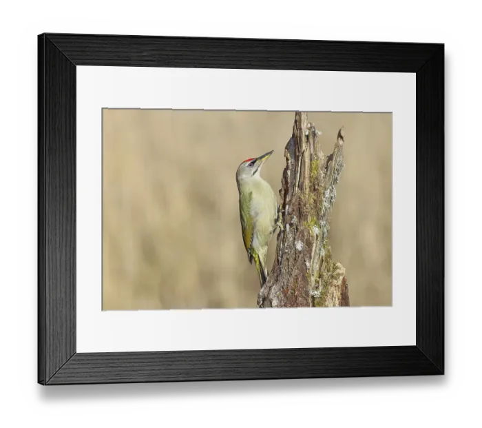 Framed Print : Grey-headed woodpecker (Picus canus) Framed Print : Grey-headed woodpecker (Picus canus)